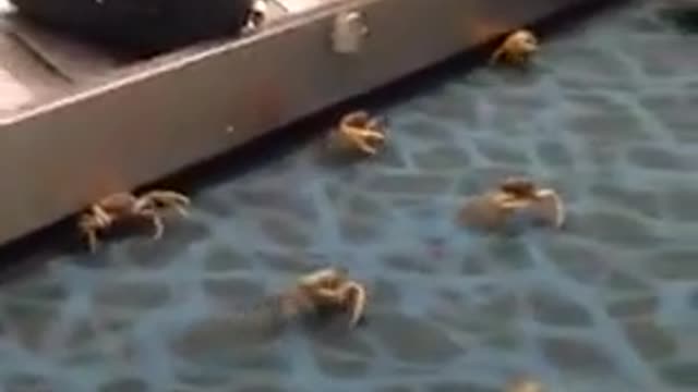The crabs have arrived at the airport