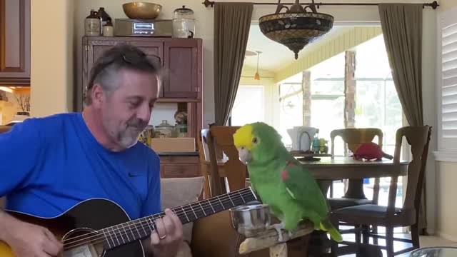 Parrott sings along to Everlong