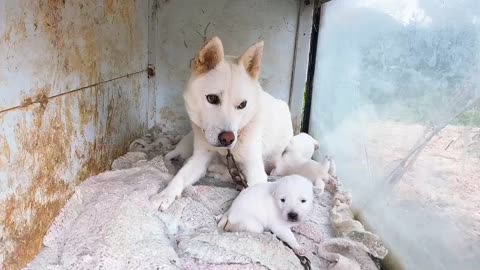 A korea puppy that feeds its baby.