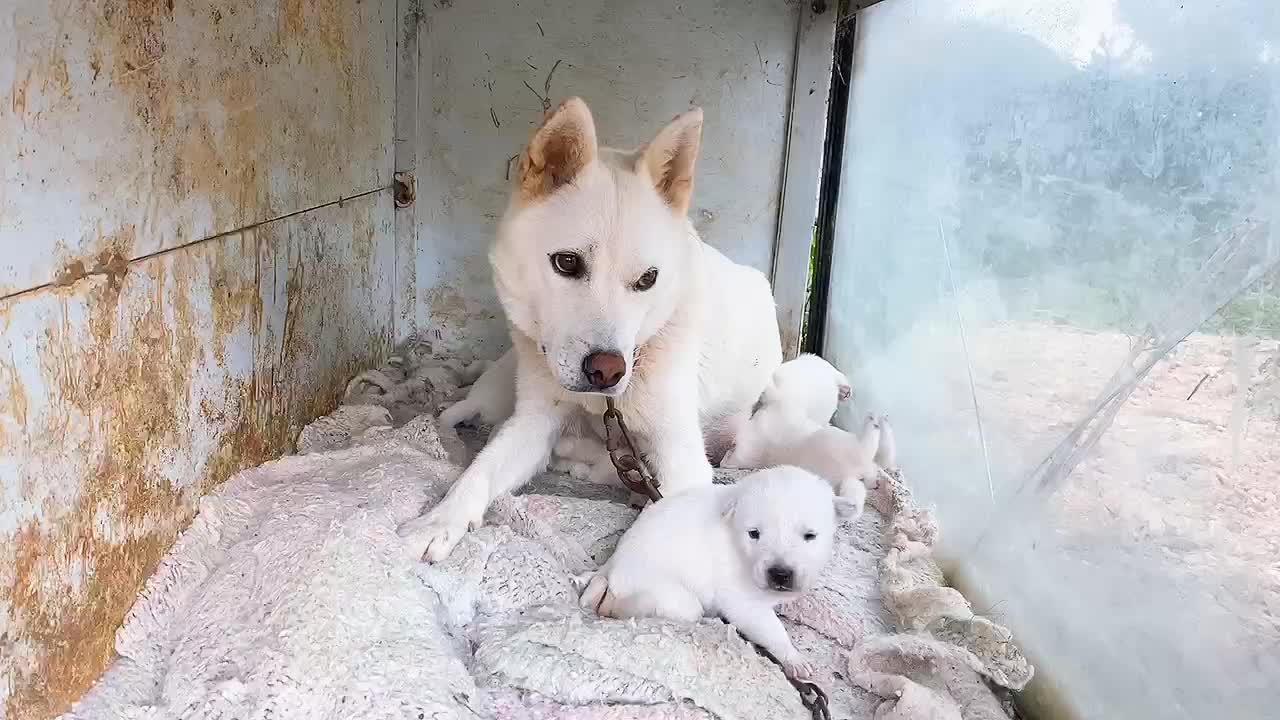 A korea puppy that feeds its baby.