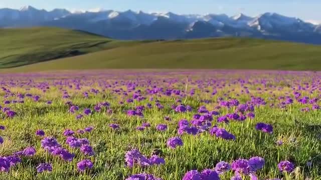 Park, beautiful flowers, nature, happy,