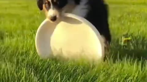 Funny Animals fails #Shorts