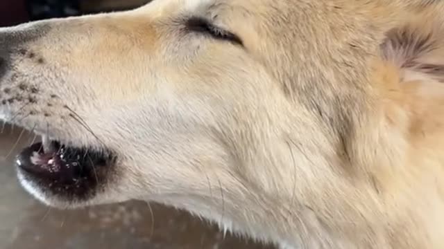 Some early morning wolf serenade from Hadassah.mp4