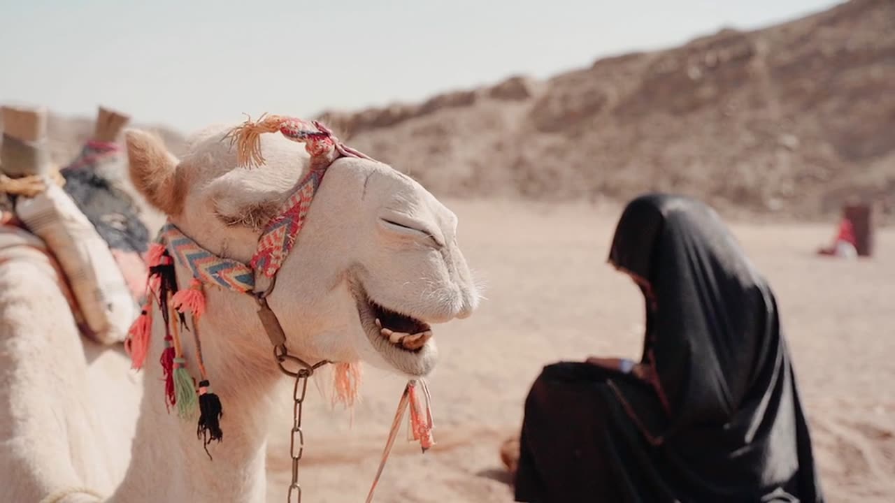 Camel in a desert