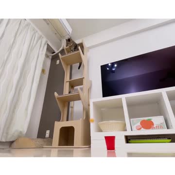 Cats and Ping Pong #shorts