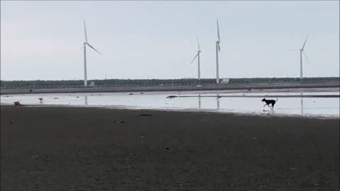 20_0730 三毛_高美濕地