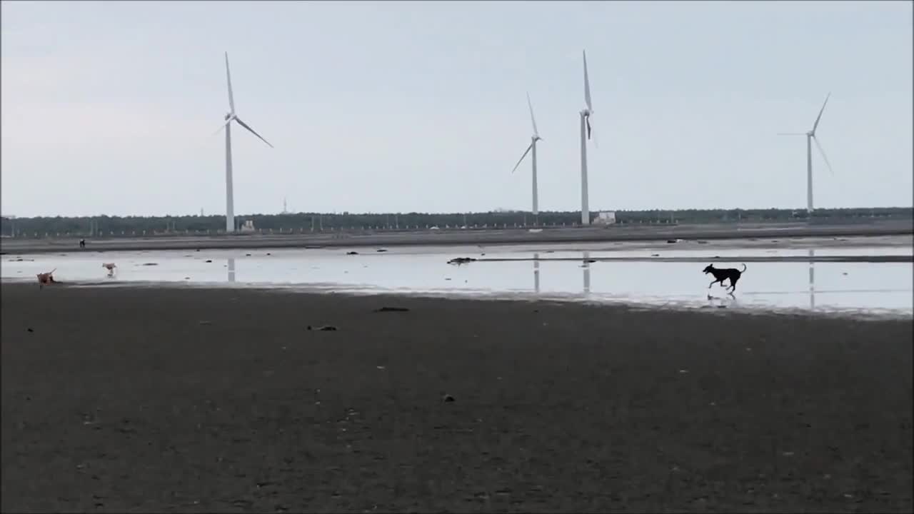 20_0730 三毛_高美濕地