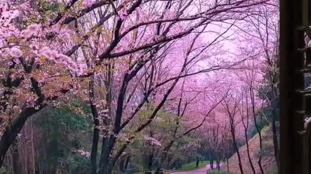 NATURE VIDEO2