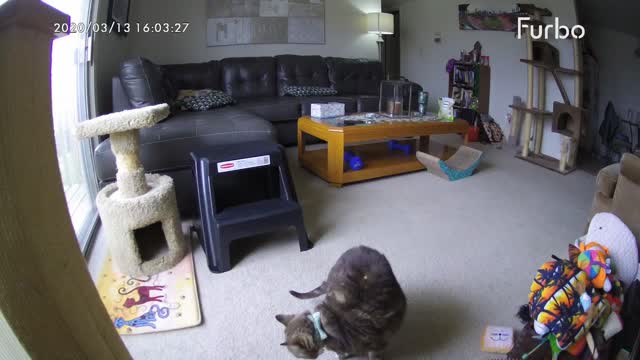 Pet Camera Accidentally Throws Treat onto Cats Back