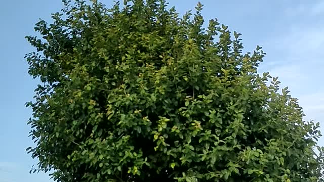 Tree Hyperlapse