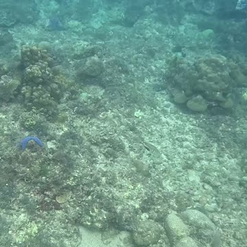 A Snorkeling Adventure