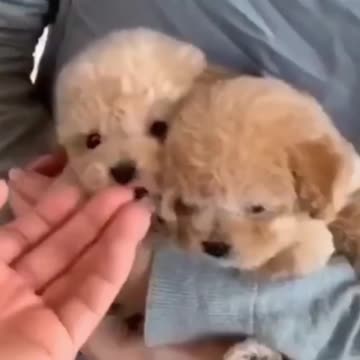 These Cute Puppies Are Here to Make You Feel Better for Today! #Shorts