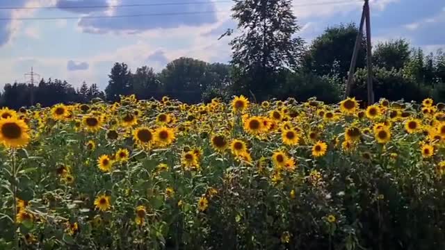 Song with sunflowers