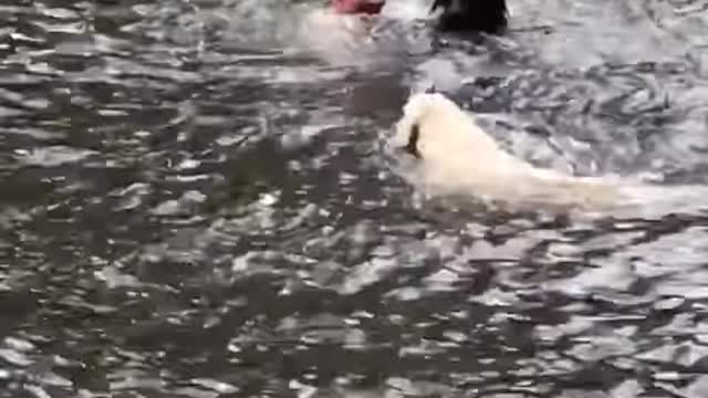 Dog panics when owner swings and falls into lake