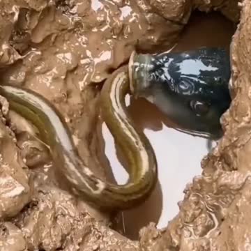 When he opens up wide, and there's nothing inside, that's a Moray.