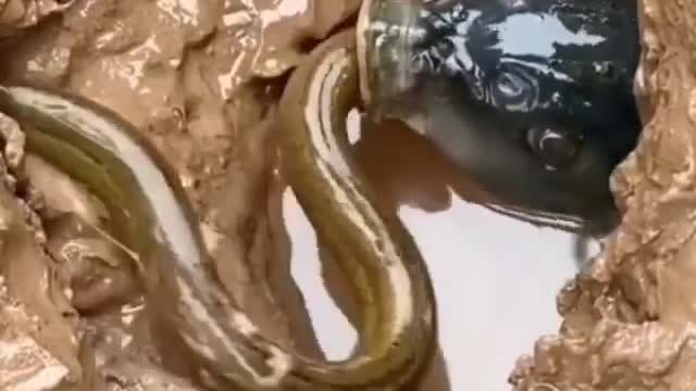 When he opens up wide, and there's nothing inside, that's a Moray.
