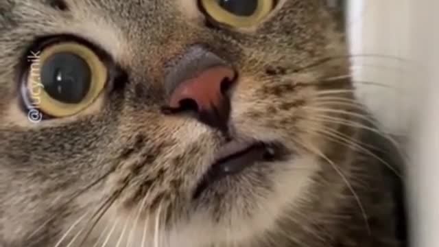 TRY NOT TO LAUGH - CUTE AND FUNNY PETS TO BRIGHTEN YOUR DAY