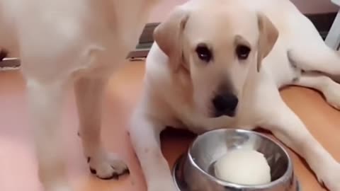 You will get stomach ache ! from laughing so hard funny dog video