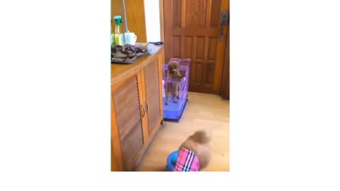 Funniest animal videos - Try not to laugh with these Funny Animal's video