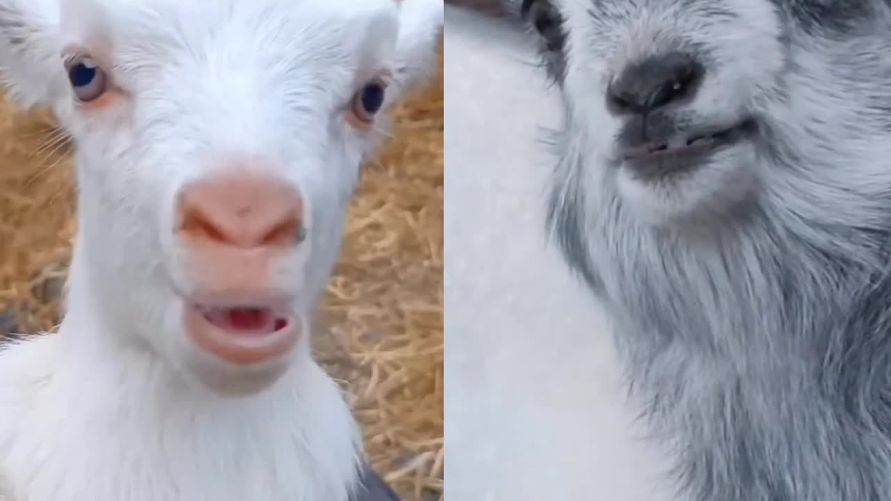 Cute Goat 🐐 Cute voice