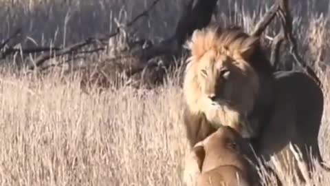 South africa forest lion