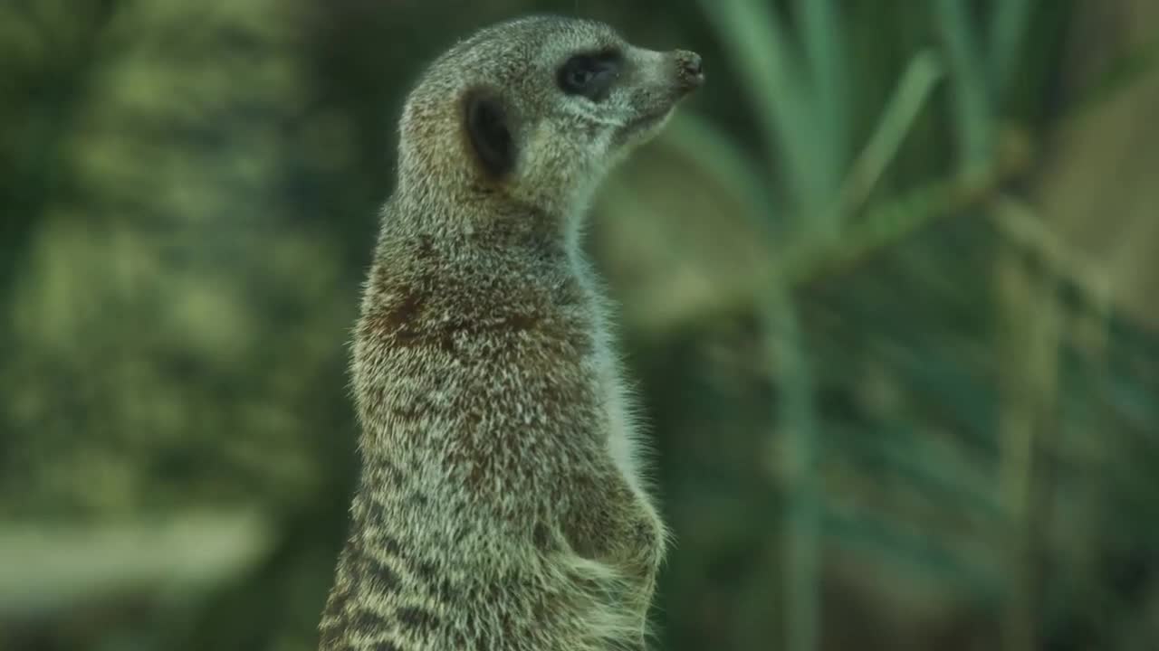 wild animal collection in 4k camera