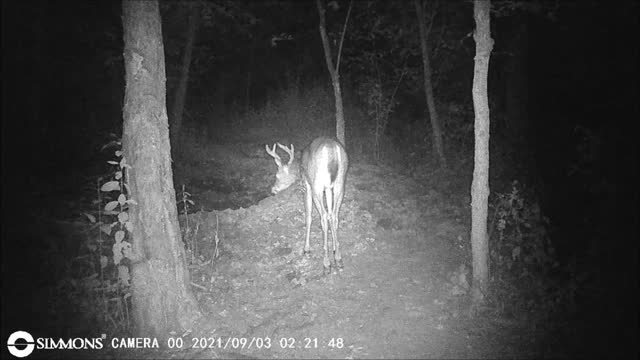 Backyard Trail Cam - Buck