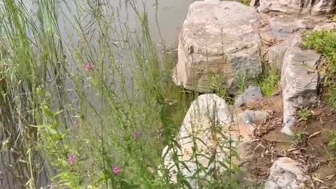 I love this kind of stone