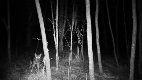 Apprehensive Coyote