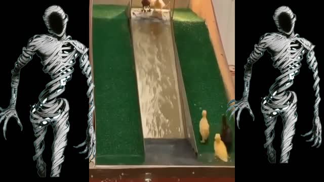 have you ever seen an amusement park for ducks ??? 🦆