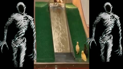 have you ever seen an amusement park for ducks ??? 🦆