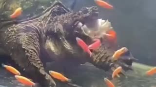 WHAT WAS THAT THAT CAME OUT OF INSIDE THE TURTLE?