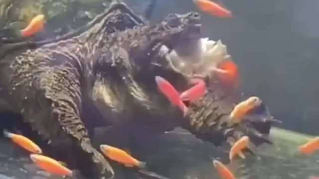 WHAT WAS THAT THAT CAME OUT OF INSIDE THE TURTLE?