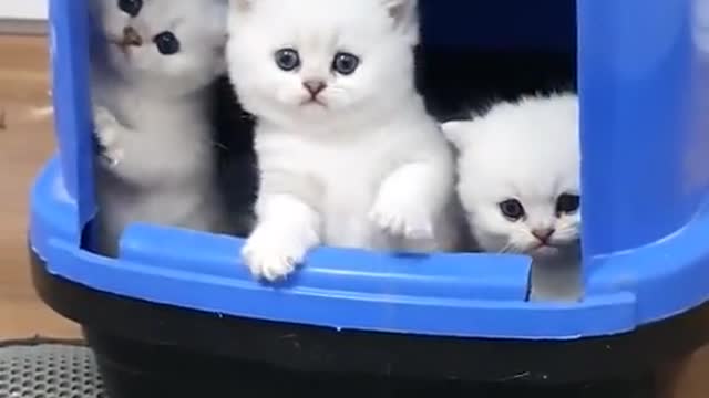 Kitten triplets