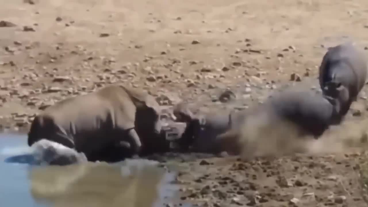 Power of Crazy Hippo - wide mouth Hippo bites everything it sees-7