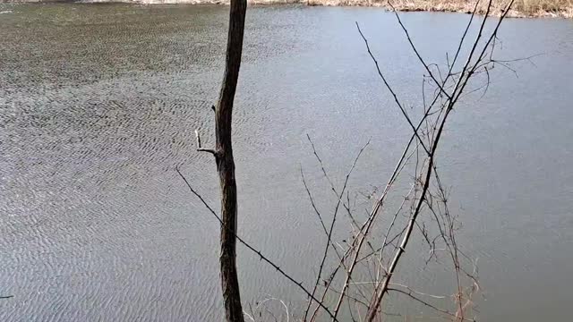 Sound of the wind and pond