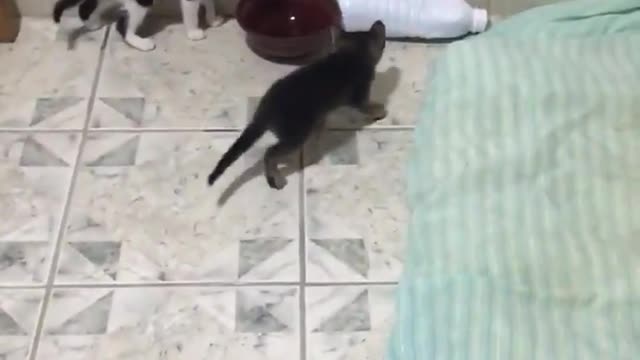 here a video of kittens fighting!