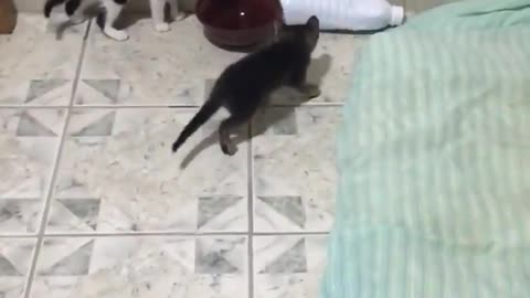 here a video of kittens fighting!