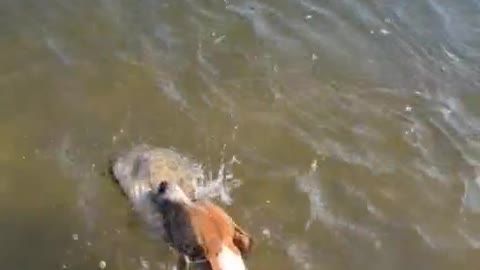 The dog caught a fish