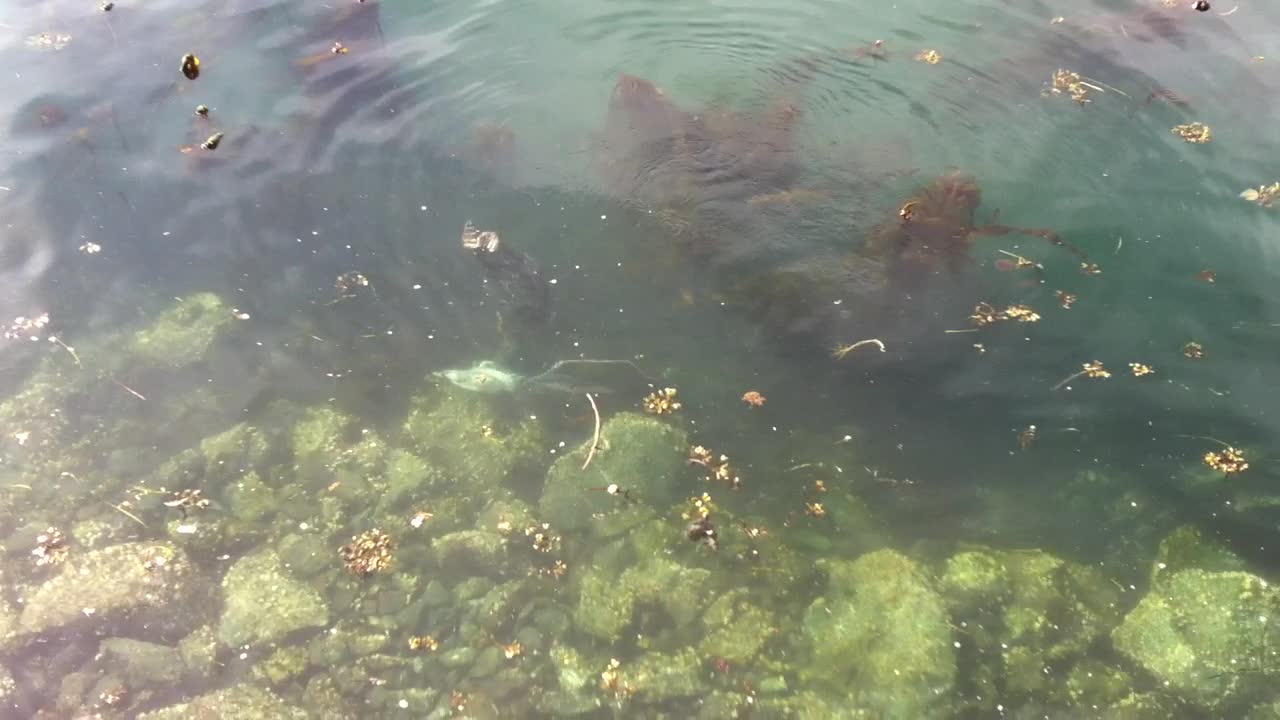 Seal Vs. Octopus (at Ogden Point)