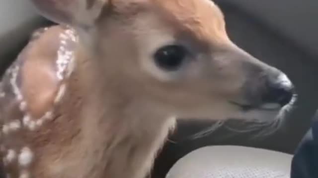 Cute animal compilation// baby deer cute fawn...