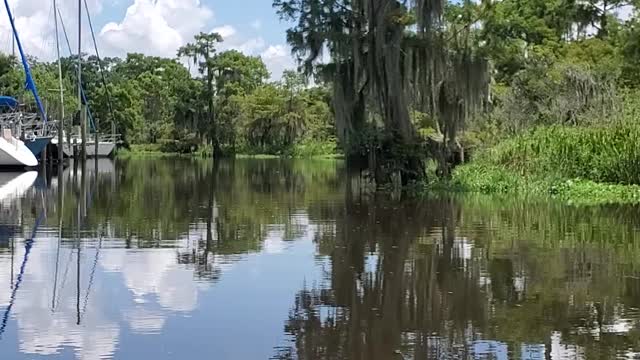 Bayou Castine Deer