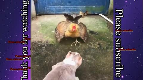 You can’t stop laughing 😂funny animals video funny cat funny dog reaction and fight