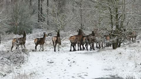 Deer Group At Winter