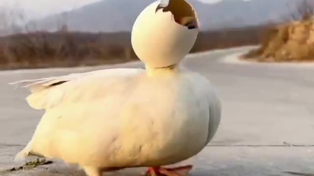 The dog helps the duckling