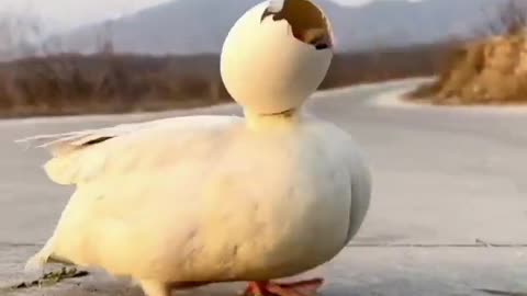The dog helps the duckling