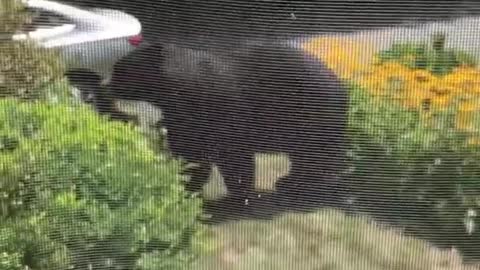 Bear breaks into Connecticut home