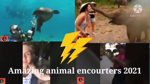 🤣Funny animal encourters 2021🤣