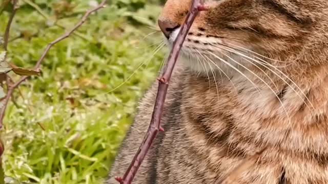 Cute cat video amazing cat video so cute cat