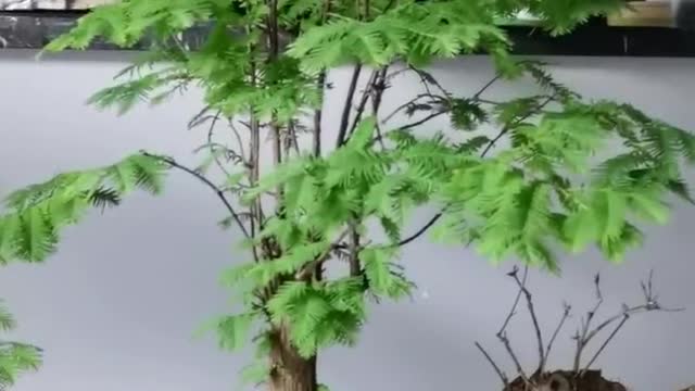 The Metasequoia at home grows and grows more lush